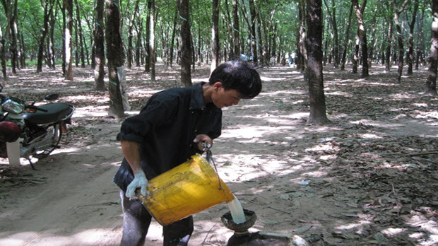 Giá mủ cao su 'sáng nắng, chiều mưa', nhiều doanh nghiệp khó tận dụng được cơ hội